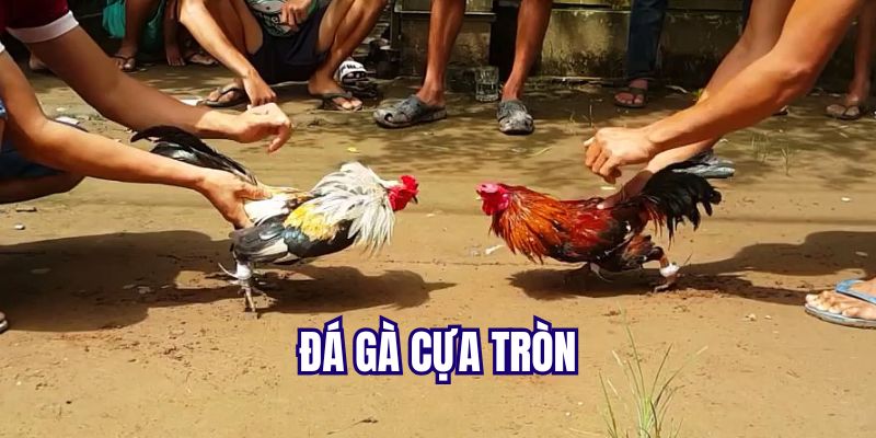 Đá gà C1 theo hình thức cựa tròn kịch tính, gay cấn