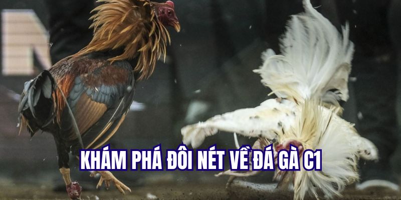 Đôi nét sơ lược về chọi gà C1 là gì?